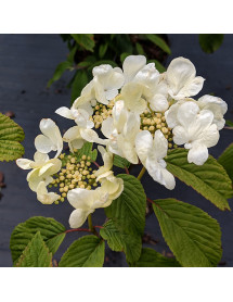 Viburnum plicatum tomentosum Mariesii Great Star (3lt)