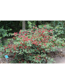 Viburnum plicatum tomentosum Pink Beauty (7.5lt)