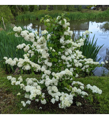 Viburnum plicatum Popcorn (5lt)