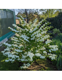Viburnum plicatum Popcorn (5lt)