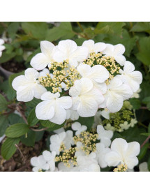 Viburnum plicatum tomentosum Pink Beauty (3lt) Viburnum plicatum tomentosum Pink Beauty (3lt)