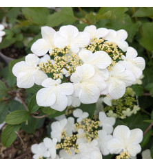 Viburnum plicatum f. tomentosum Elizabeth Bullivant (3lt)