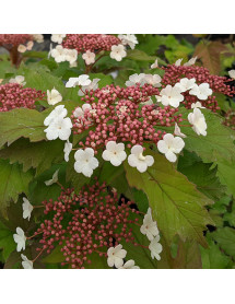Viburnum sargentii Onondaga (3lt) Viburnum sargentii Onondaga (3lt)