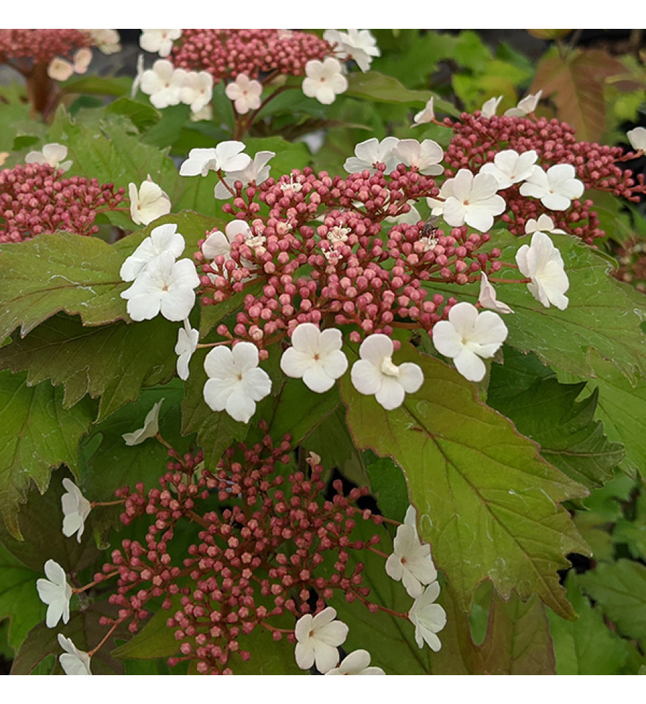 Viburnum sargentii Onondaga (3lt)