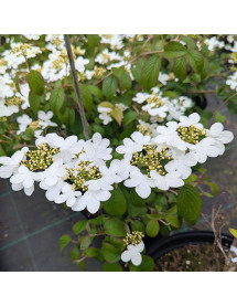 Viburnum plicatum tomentosum Summer Snowflake (7.5lt)