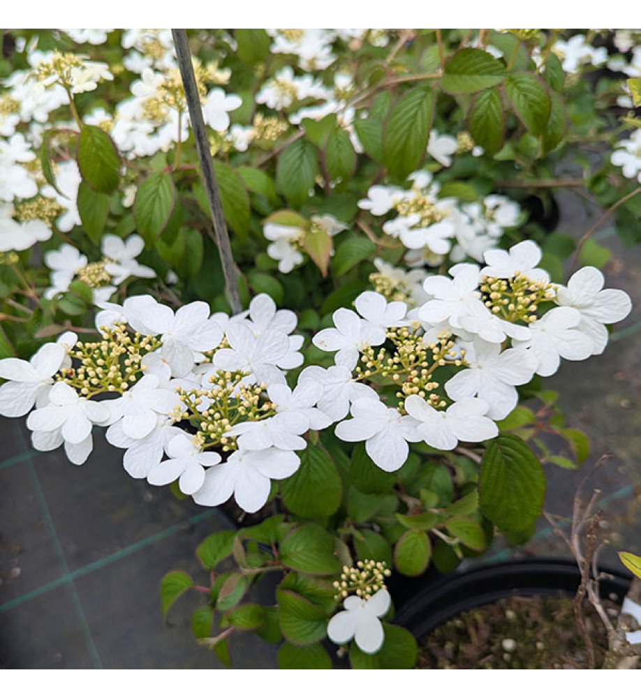 Viburnum plicatum tomentosum Summer Snowflake (7.5lt)