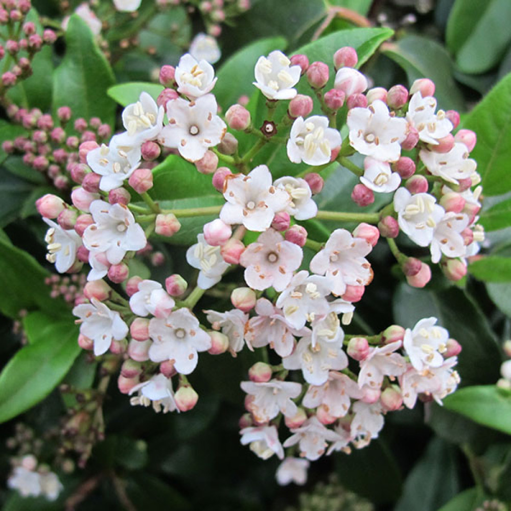 Viburnum tinus Eve Price (2lt)