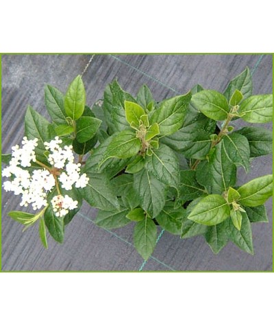 Viburnum tinus French White (2lt)