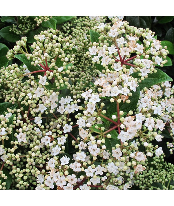 Viburnum tinus French White (2lt)