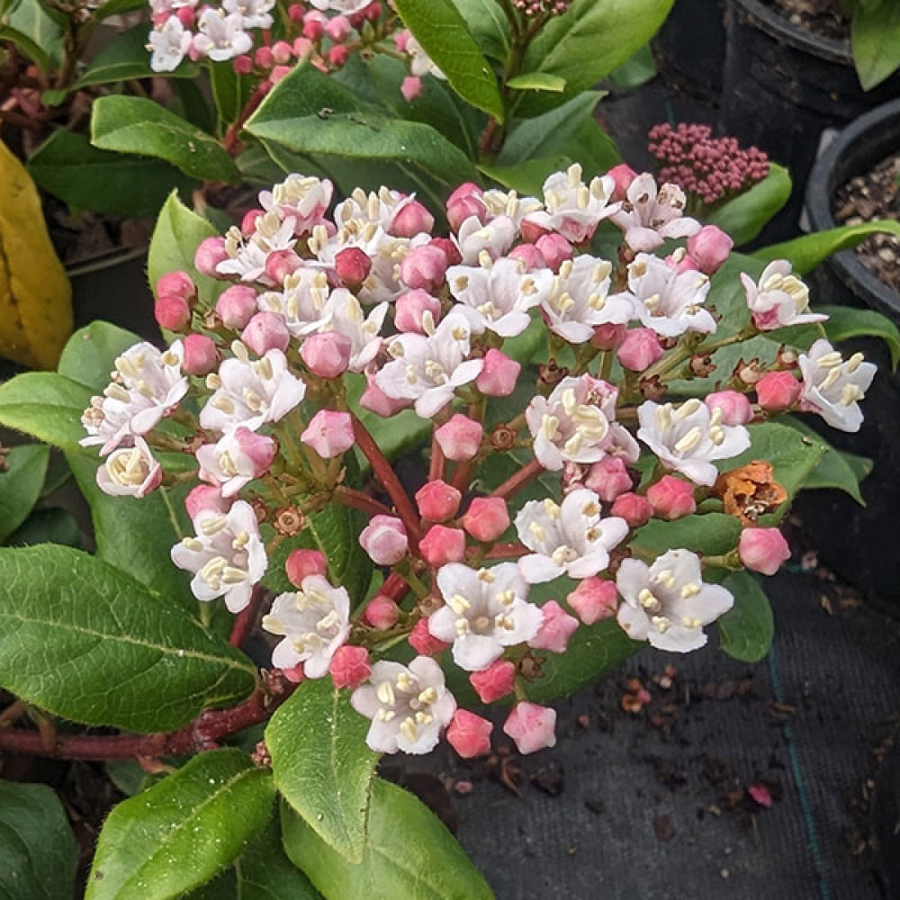 Viburnum tinus Gwenllian (3lt)