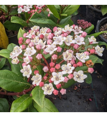 Viburnum tinus Gwenllian (1.5lt)