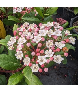 Viburnum tinus Gwenllian (3lt)