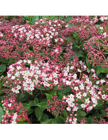 Viburnum tinus Gwenllian (1.5lt)