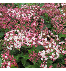 Viburnum tinus Gwenllian (1.5lt)