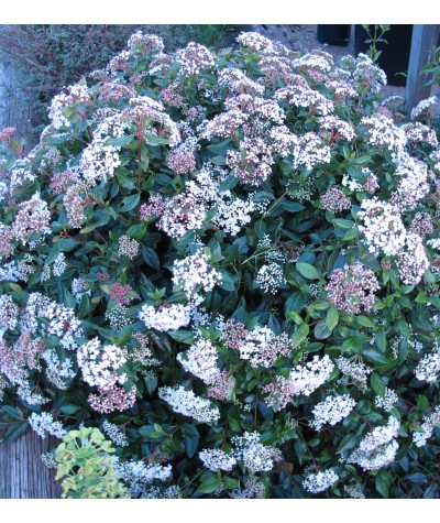 Viburnum tinus Spirit (Anvi) (2lt)