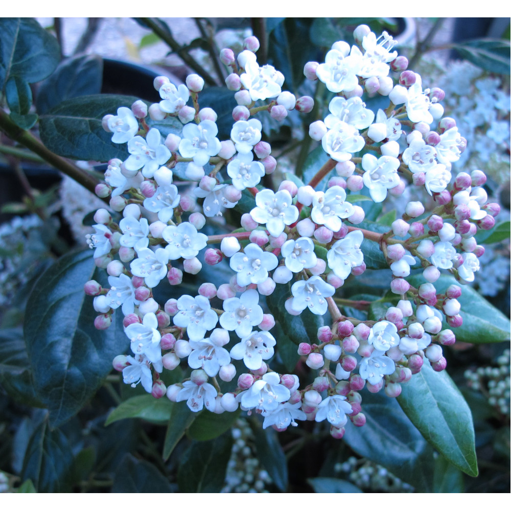 Viburnum tinus Spirit (Anvi) (3lt)