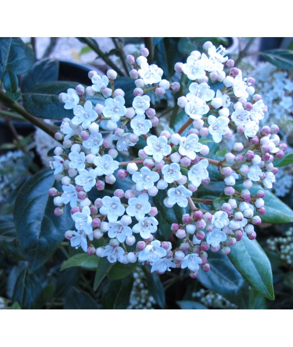 Viburnum tinus Spirit (Anvi) (2lt)