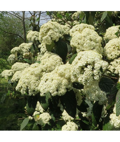 Viburnum x rhytidophylloides Willowood (3lt)