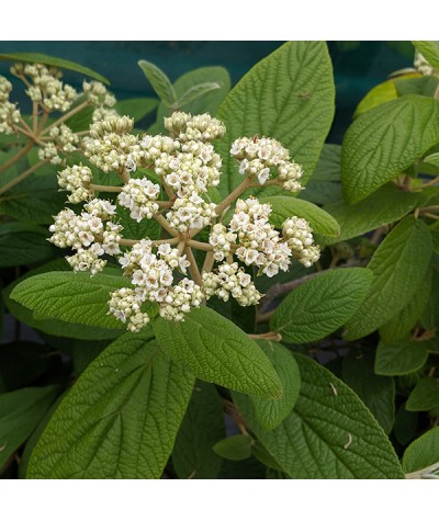 Viburnum x rhytidophylloides Willowood (3lt)