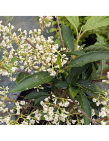Viburnum x hillieri Winton (3lt)