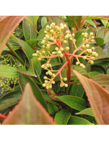 Viburnum x hillieri Winton (3lt)