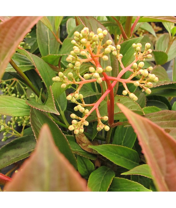 Viburnum x hillieri Winton (3lt)