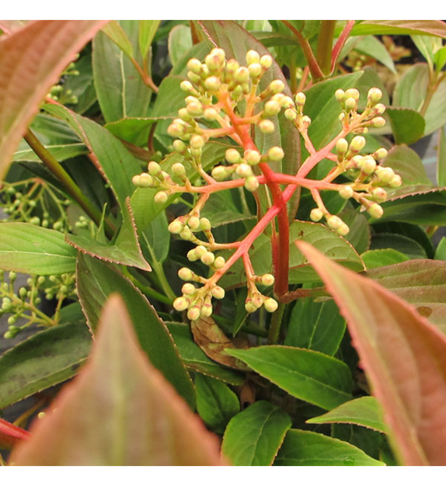 Viburnum x hillieri Winton (3lt)