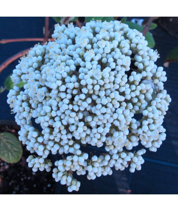 Viburnum x rhytidophylloides Willowood (3lt)