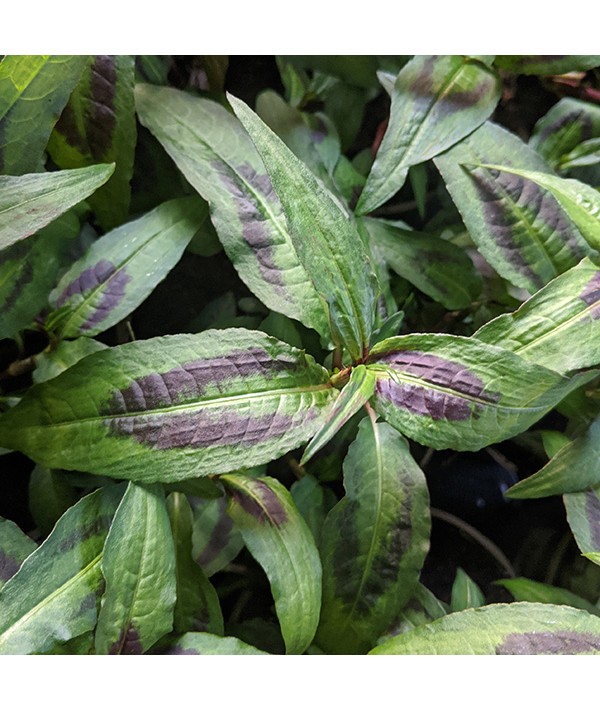 Persicaria odorata (vietnamese coriander) (1lt)