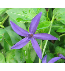 Vinca major Oxyloba (1lt)