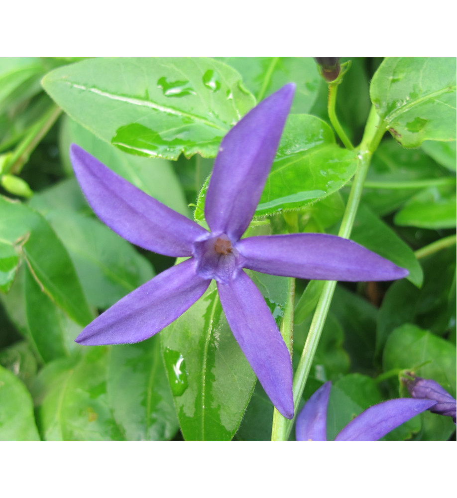 Vinca major Oxyloba (1lt)