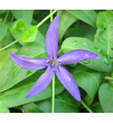 Vinca major Oxyloba (1lt)