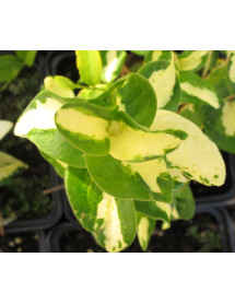 Vinca major Wojo's Jem (1lt)