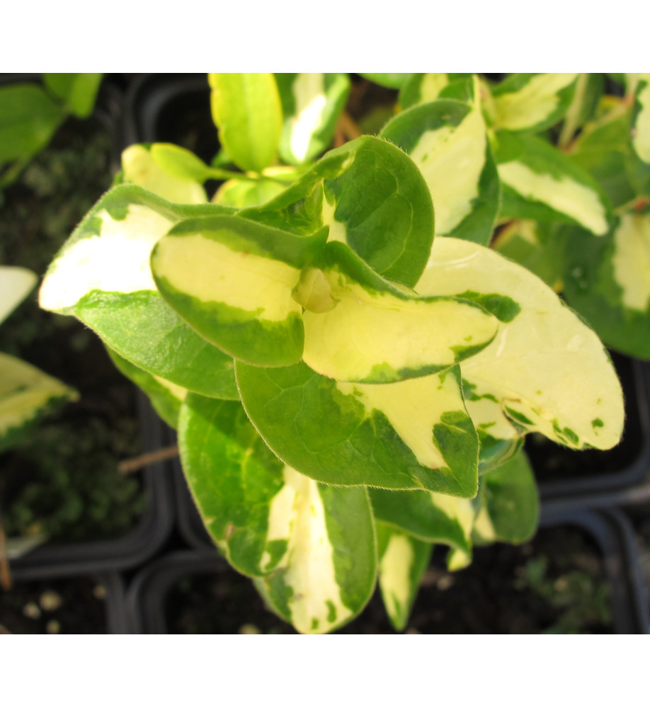 Vinca major Wojo's Jem (1lt)