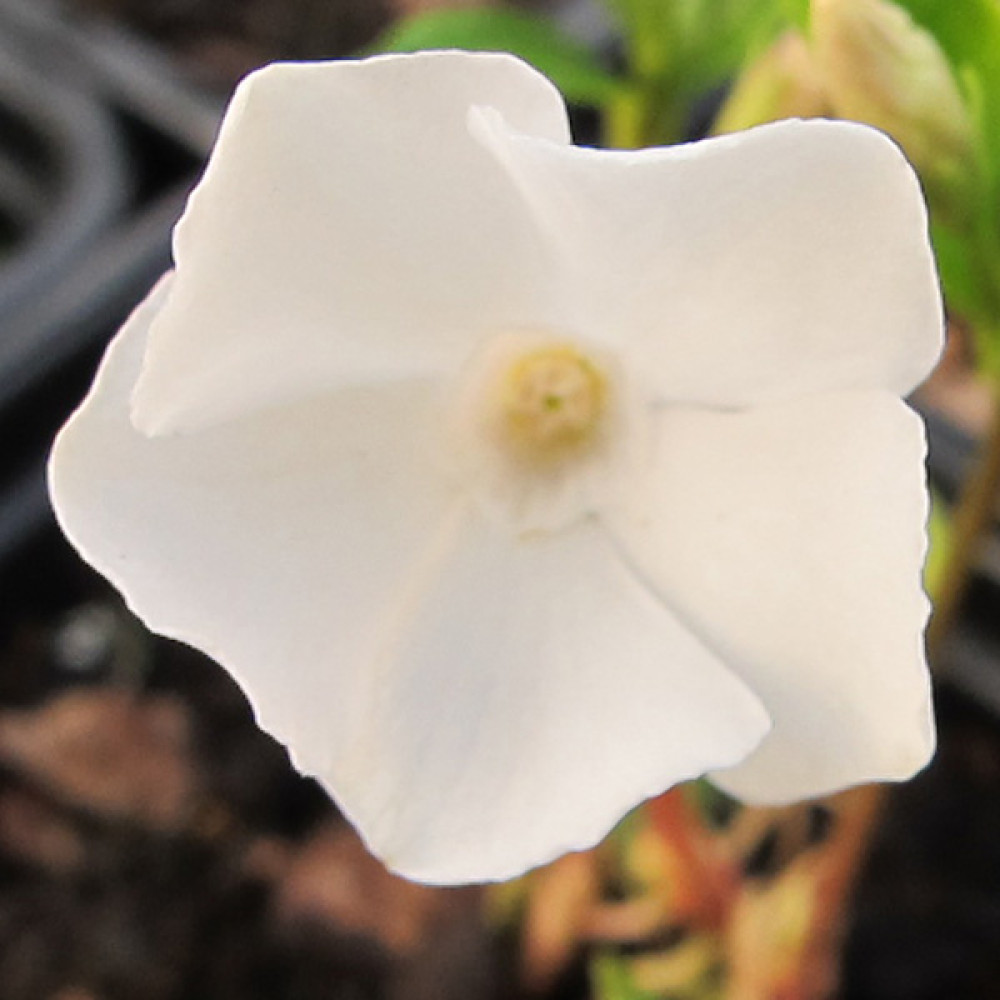 Vinca minor alba (1lt) Vinca minor alba (1lt)