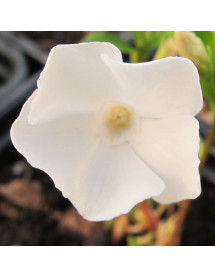Vinca minor alba (1lt)