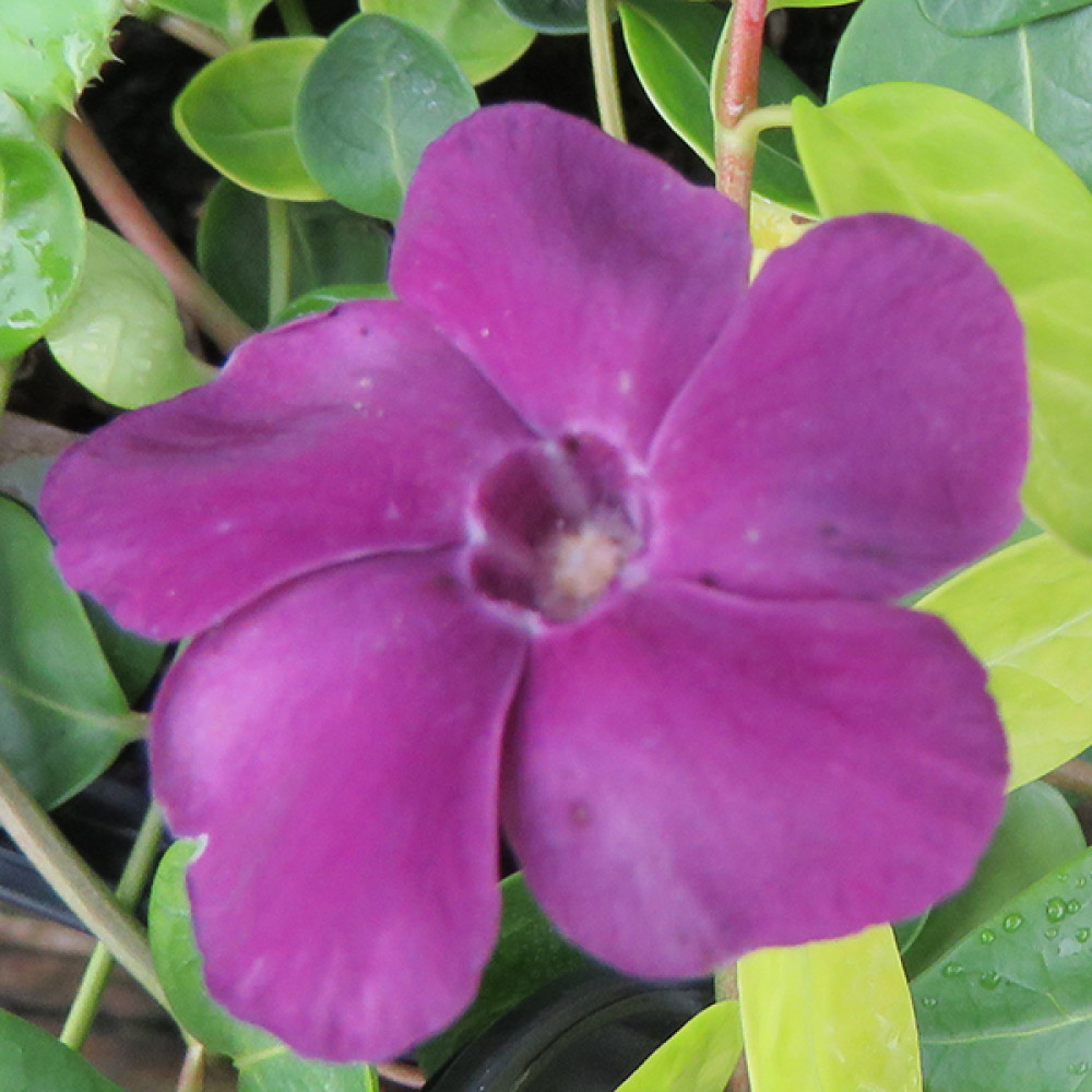 Vinca minor Atropurpurea (1lt)