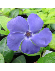 Vinca minor Bowle's variety (La Grave) (1.5lt)