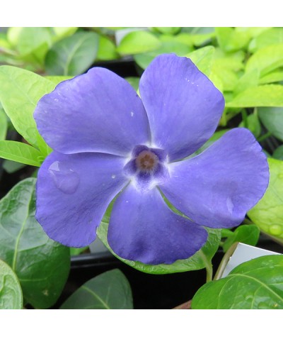 Vinca minor Bowle's variety (La Grave) (1lt)