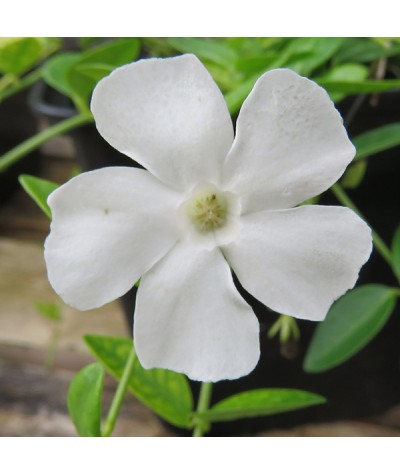 Vinca minor Gertrude Jekyll (1lt)