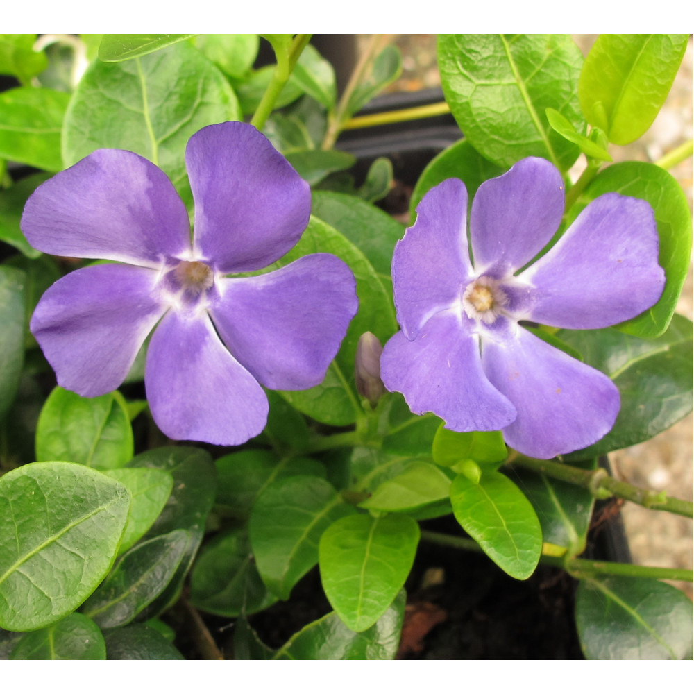 Vinca minor Bowle's variety (La Grave) (1.5lt)