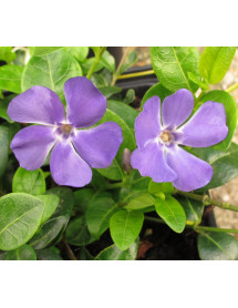 Vinca minor Bowle's variety (La Grave) (1.5lt)