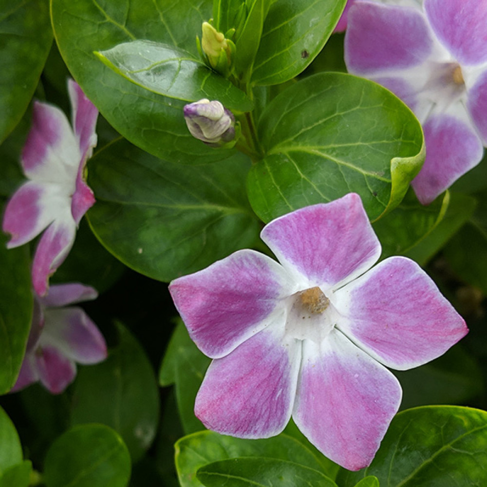 Vinca difformis Jenny Pym (1lt) Vinca difformis Jenny Pym (1lt)