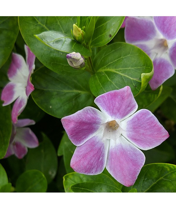 Vinca difformis Jenny Pym (1.5lt)