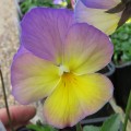 Viola Celestial Starry Night (1lt)