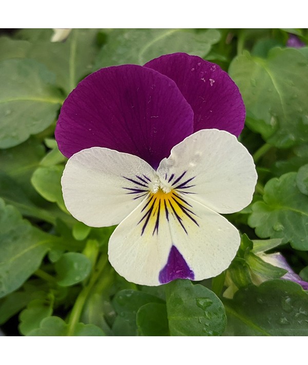 Viola Jump Up Mixed 6 Pack Viola Jump Up Mixed 6 Pack