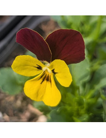 Viola Jackanapes (0.8lt)