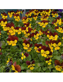 Viola Jackanapes (0.8lt)