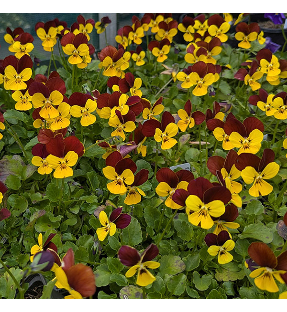 Viola Jackanapes (0.8lt)