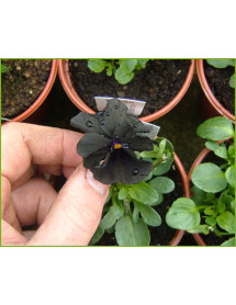 Viola Molly Sanderson (0.8lt)